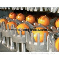 NFC Fruit Orange Juice Line Machinery